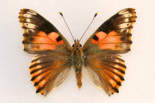 Vanessa cardui cold shock abb (Internet Image property of respective owner, non-commercial use only)